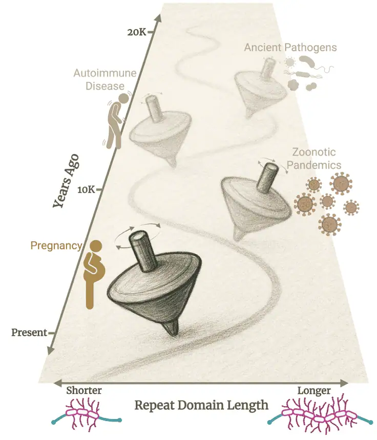 New Paper: Evolutionary Balancing of Genetic Consequence and Innovation in Mammals Through Variable Number Tandem Repeats